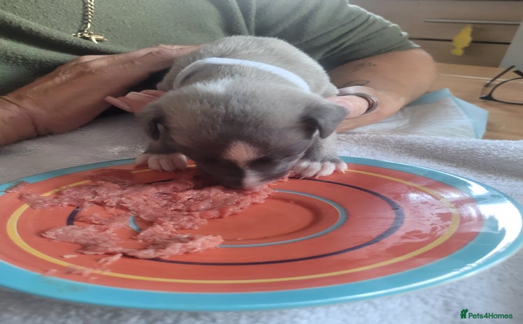 Whippet dogs - Advert 1