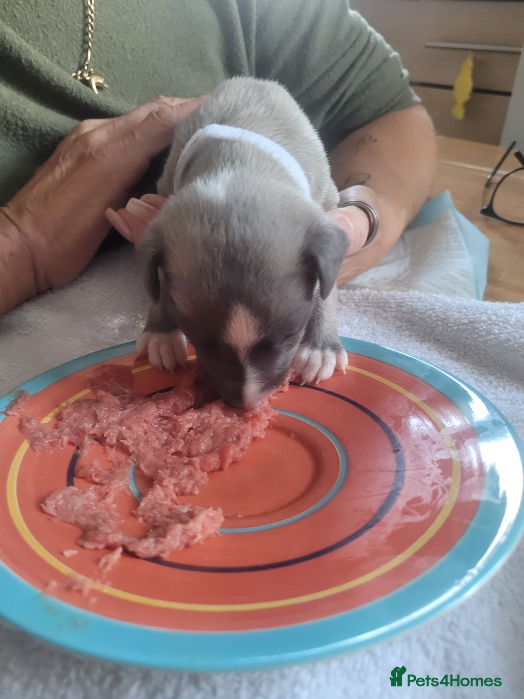 Whippet dogs for sale: Pure breed KC REGISTERED WHIPPET PUPPY - Image 1