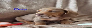 Miniature Dachshund 4