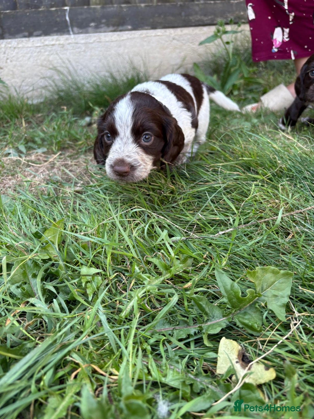 Cocker Spaniel dogs for sale: Cocker Spaniel Pups - Image 12