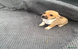 Jack Russell dogs for sale: Short legged Jack Russell’s  - Image 5