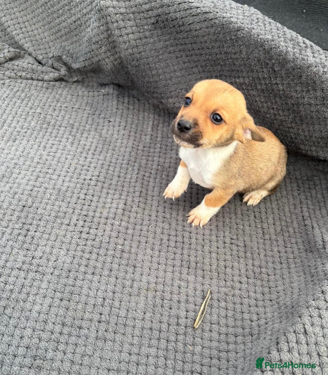 Jack Russell dogs for sale: Short legged Jack Russell’s  - Image 5