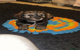 Cockapoo dogs for sale: black sable cockapoo girl  - Advert 1