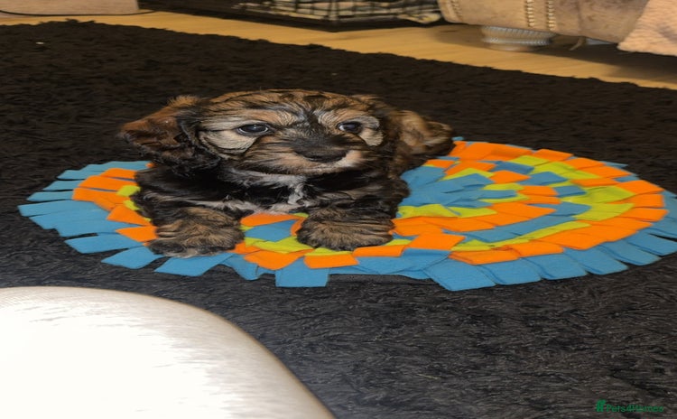 Cockapoo dogs - Advert 18