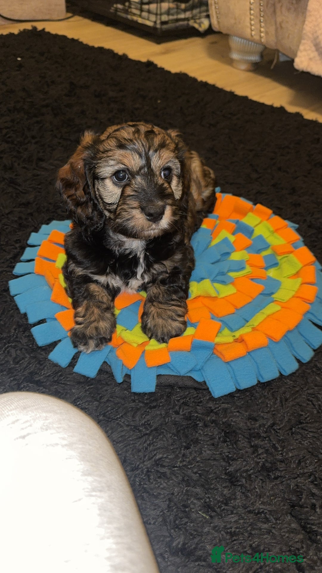 Cockapoo dogs for sale: black sable cockapoo girl  - Advert 1