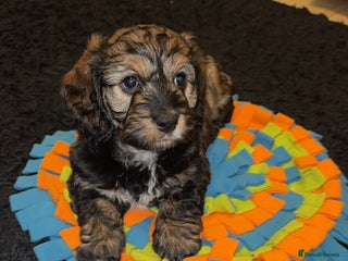 Cockapoo dogs - Advert 23