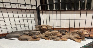 Miniature Dachshund dogs - Advert 1