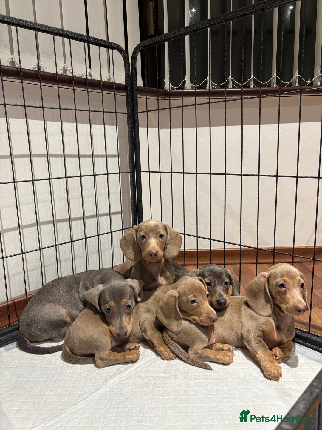 Miniature Dachshund dogs for sale: Outstanding Minature Dachshunds Puppies For Sale  - Image 1