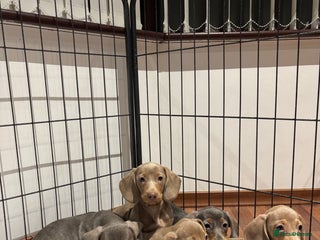 Miniature Dachshund dogs - Advert 31