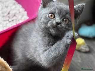 British Shorthair cats - Advert 19