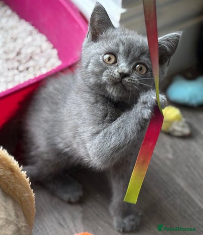 British Shorthair cats - Advert 16