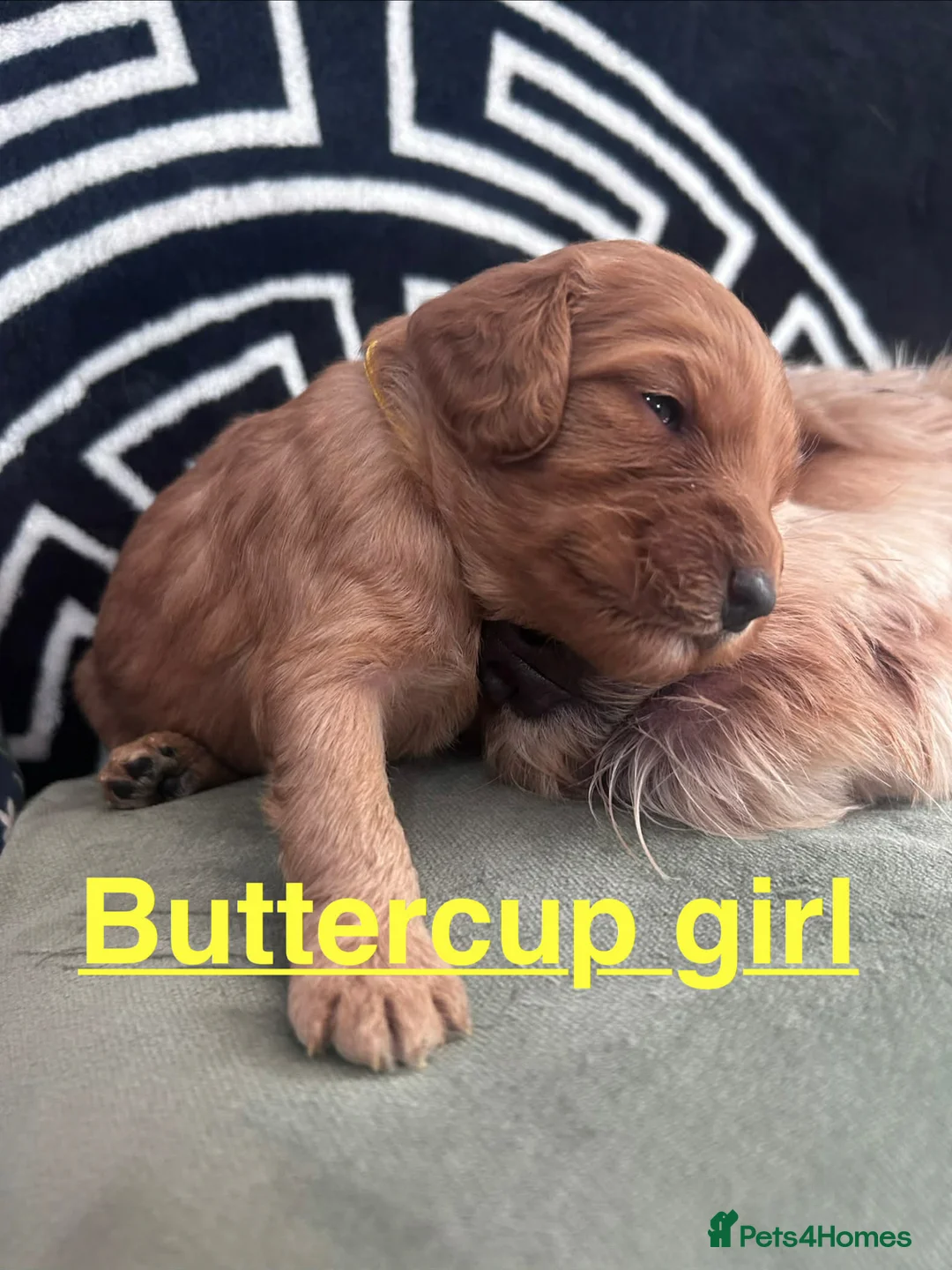 Cockapoo dogs for sale: Radiant red F2b cockapoos  - Advert 1