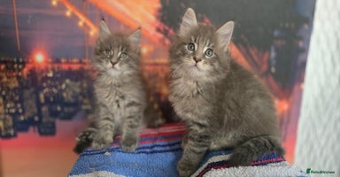 Maine Coon cats - Advert 15