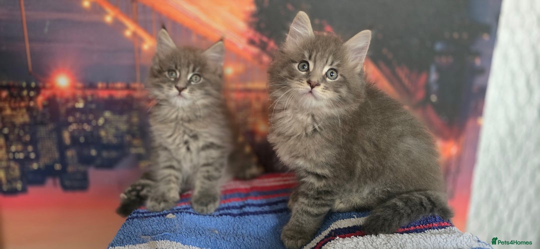 Maine Coon cats for sale: Maine coon kittens ready for reservation - Image 2