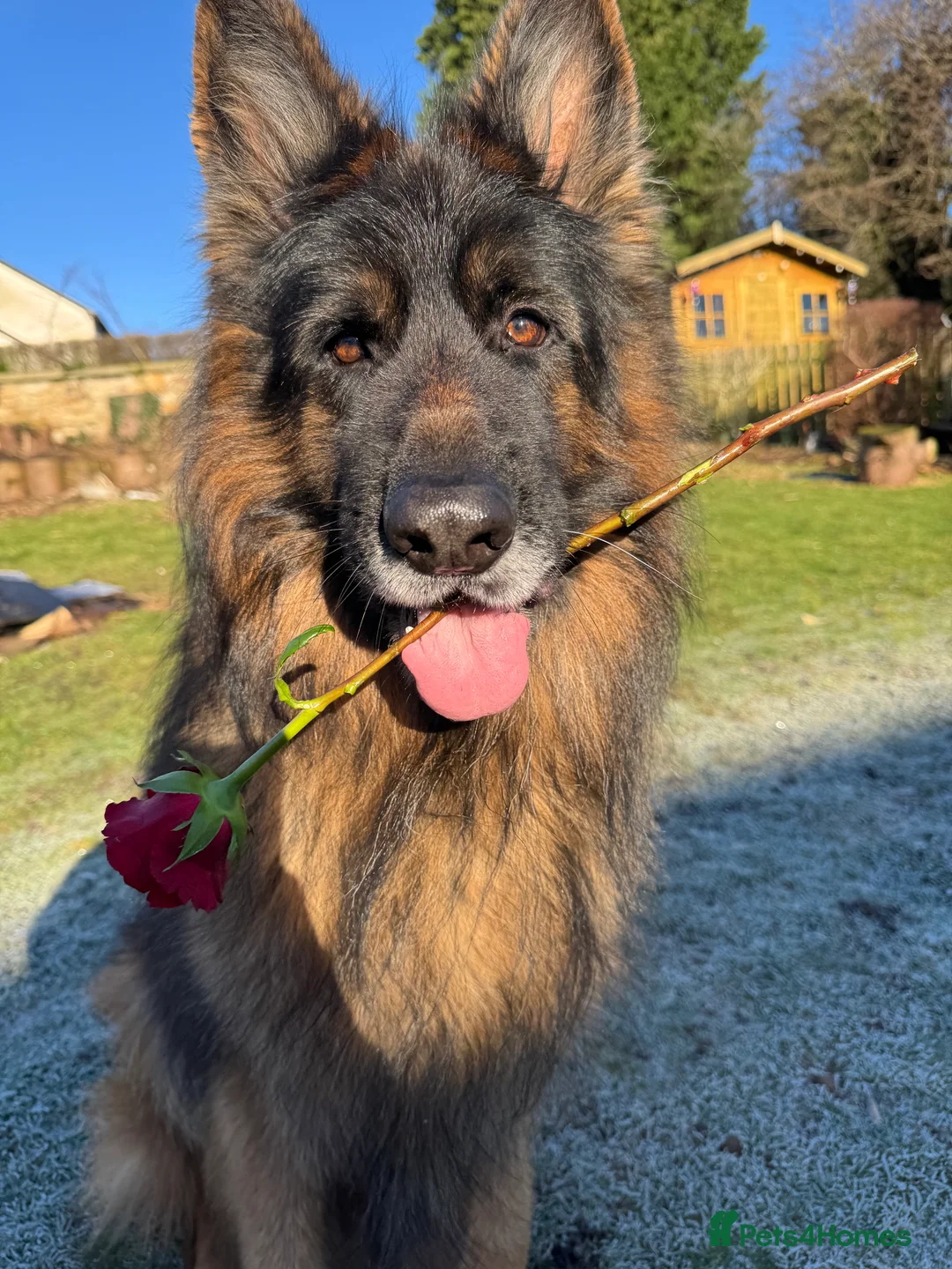 German Shepherd dogs for stud: ⭐️ Health tested, Proven, KC reg GSD ⭐️  - Advert 2