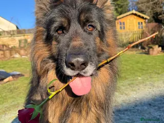 German Shepherd dogs ⭐️ Health tested, Proven, KC reg GSD ⭐️ - Advert 6