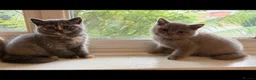 British Shorthair cats for sale: British Shorthair kittens  - Advert 9