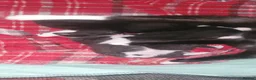 Domestic Shorthair cats for sale: 3 beautiful domestic shorthair male kittens in York - Advert 10