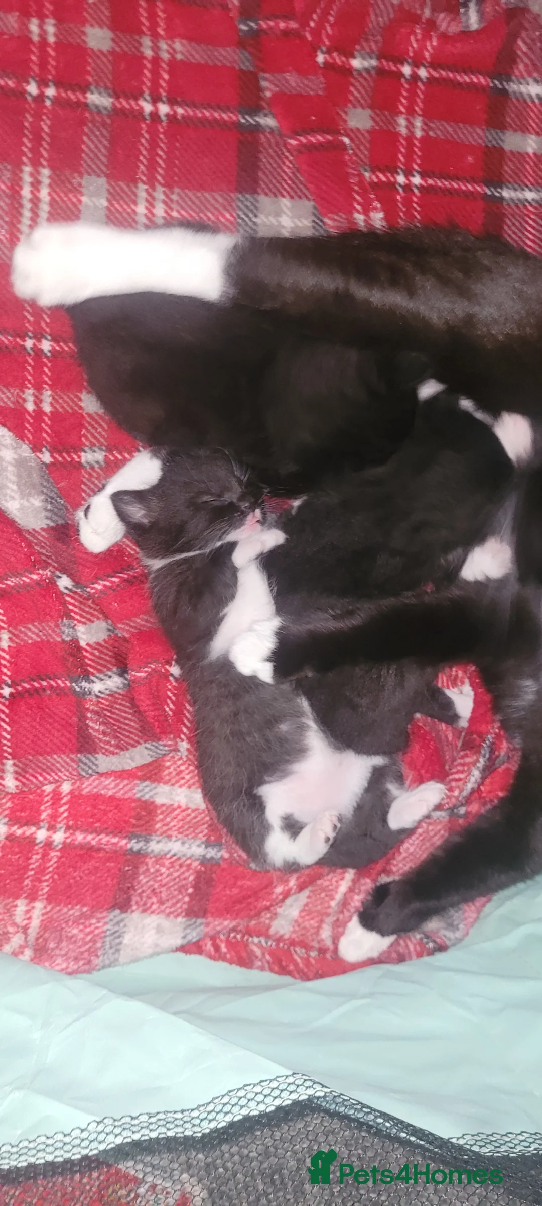 Domestic Shorthair cats for sale: 3 beautiful domestic shorthair male kittens in York - Advert 10