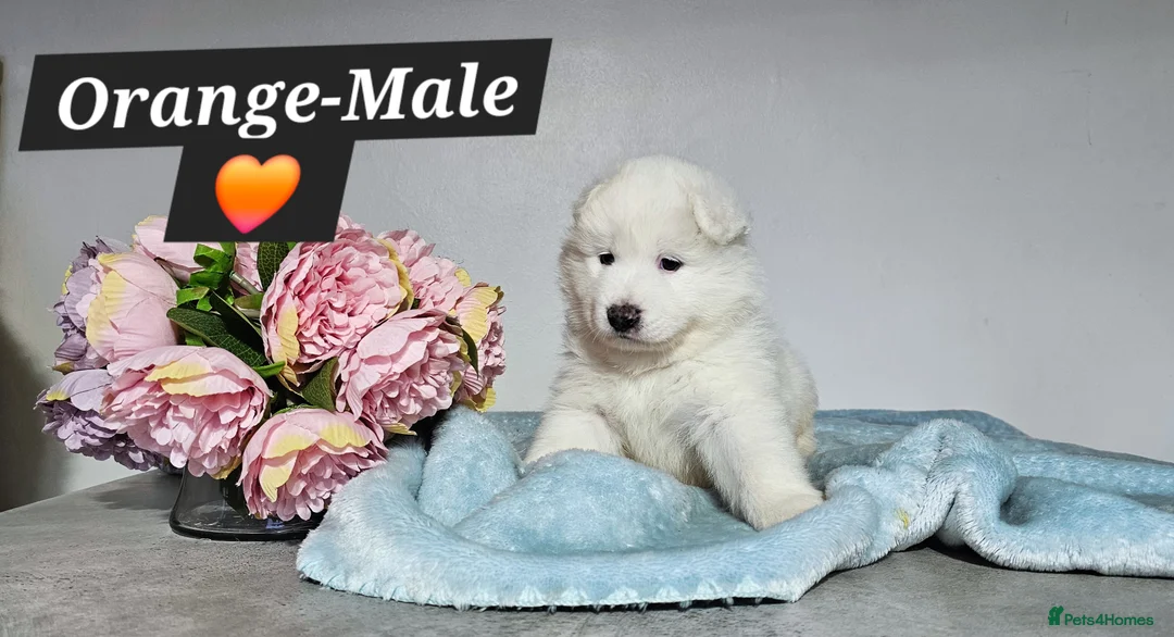 Samoyed dogs for sale: ‼️KC Registered Puppies!!!‼️ - Advert 6