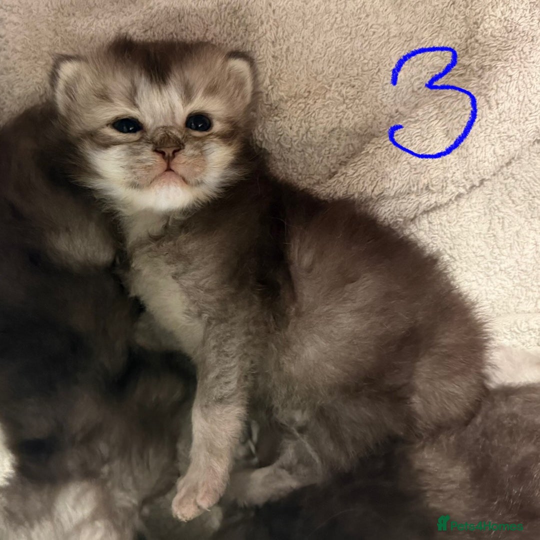 British Longhair cats for sale: 🩵BritishLonghair X Mainecoon Boys🩵 - Image 18