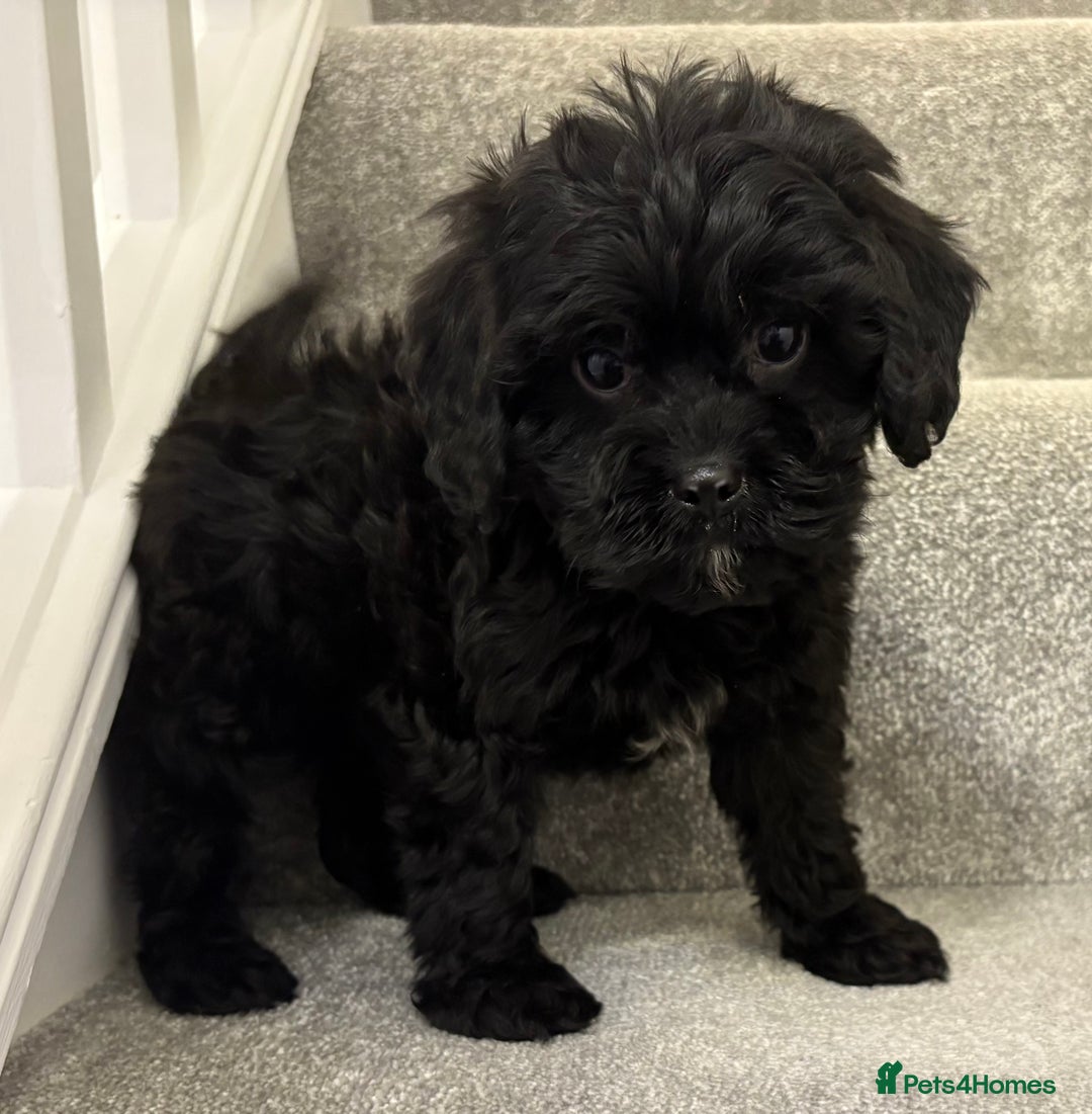 Cavapoo dogs for sale: Cavapoo puppy one beautiful little girl left   - Advert 4