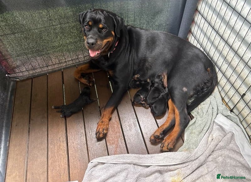 Rottweiler dogs for sale: Healthy Pure chunky big bone puppies in Chichester - Advert 6