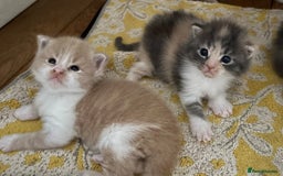 Maine Coon cats for sale: Beautiful Maine Coon X kittens - Image 16