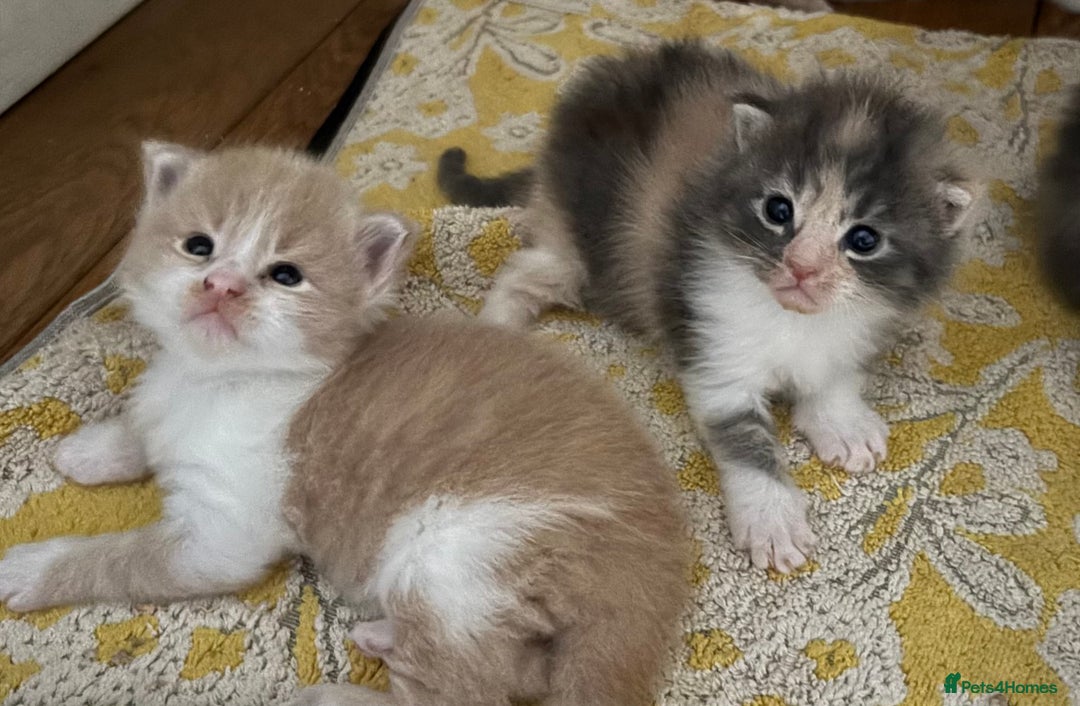 Maine Coon cats for sale: Beautiful Maine Coon X kittens - Image 16