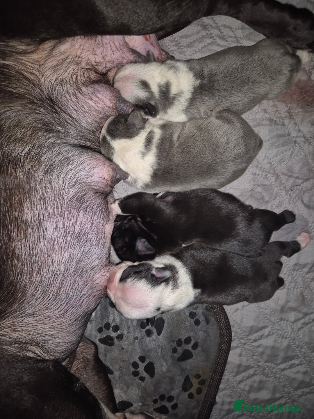 French Bulldog dogs for sale: Blue pied frenchbulldog puppies - Advert 14