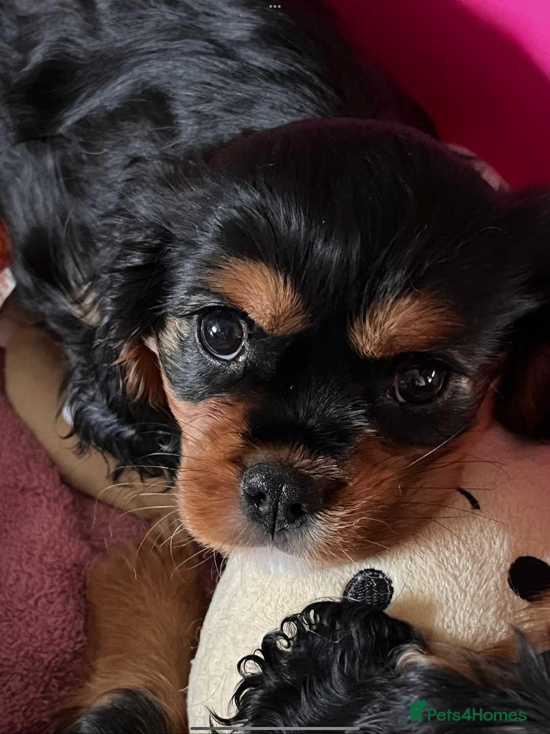 Cavalier King Charles Spaniel dogs for sale: Confident female cavalier - Advert 6