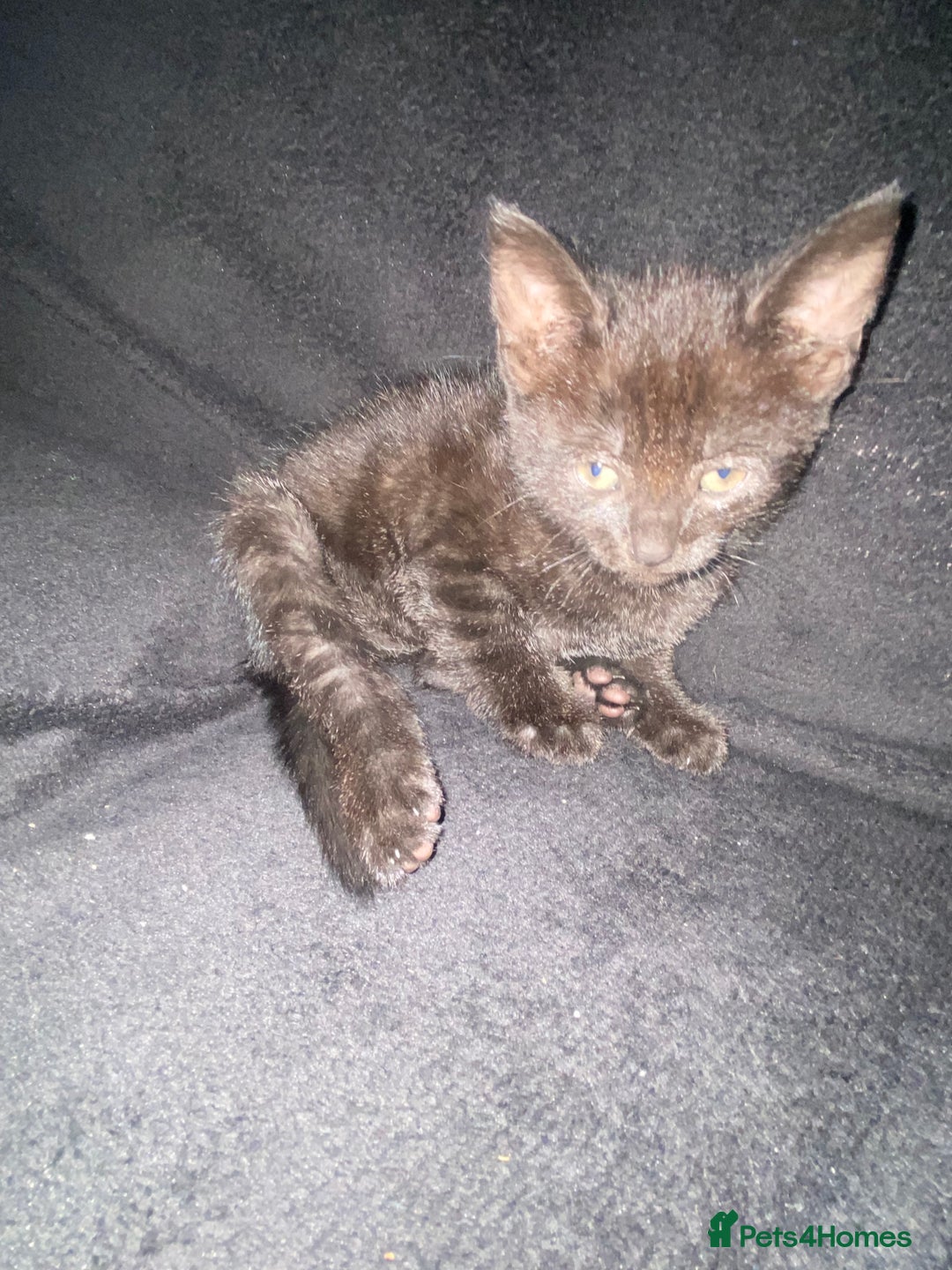 Bombay cats for sale: kitten for sale - Image 3