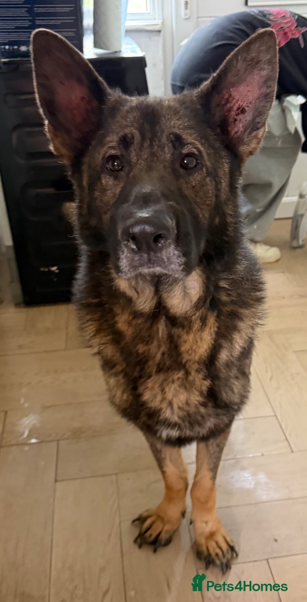 German Shepherd dogs German Shepherd needing new home - Advert 6