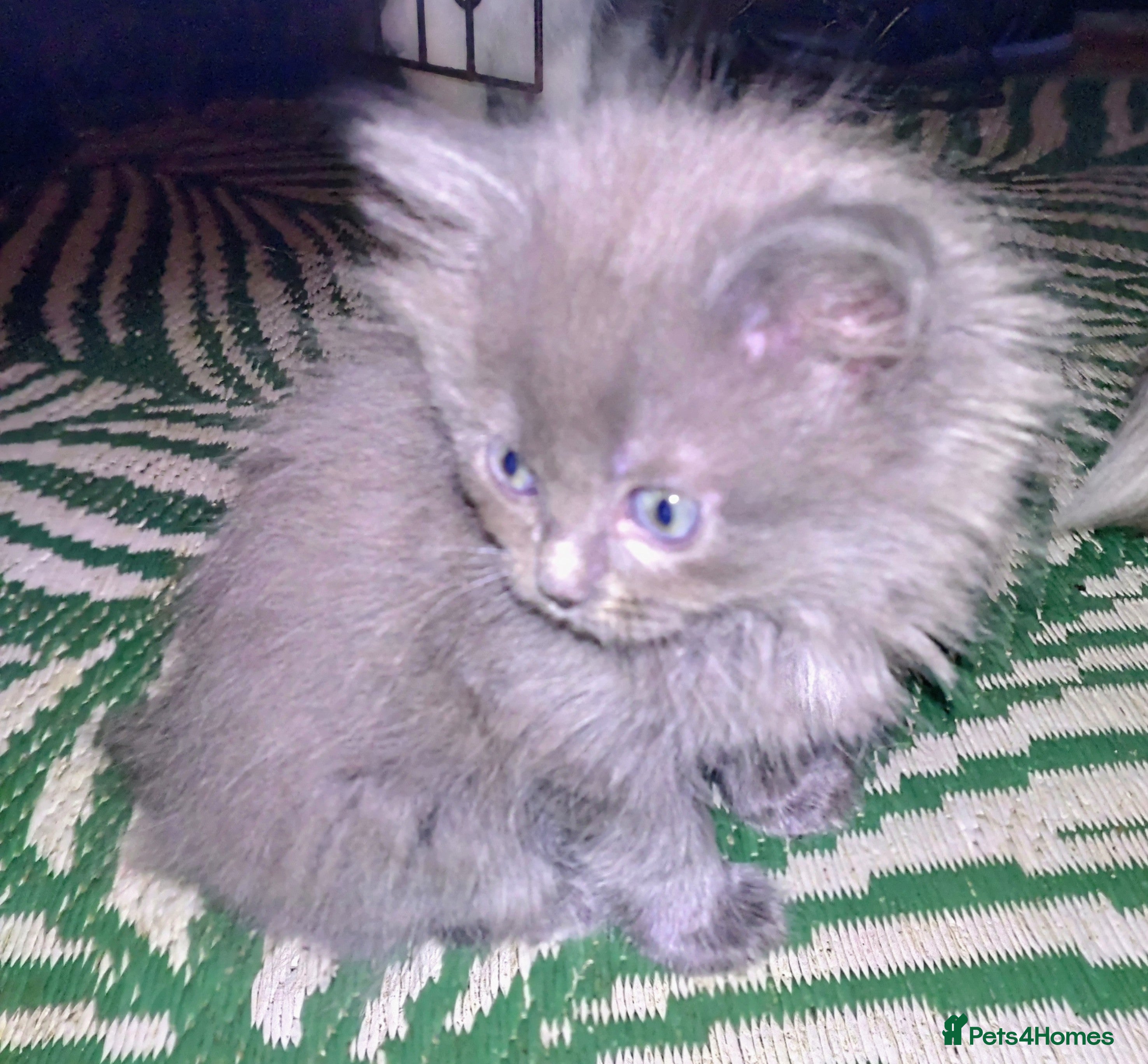 Mixed Breed cats Cross ragdoll Persian kittens  - Advert 1