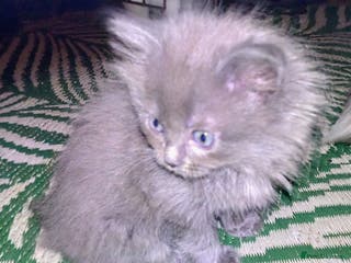 Mixed Breed cats Cross ragdoll Persian kittens - Advert 1