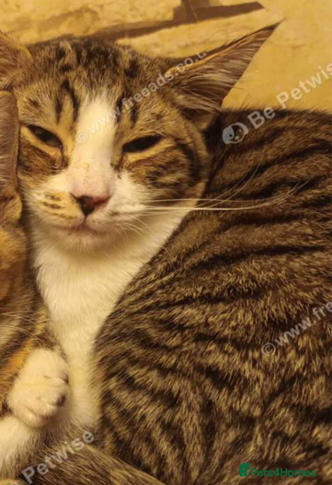 European cats for sale: Female cat  - Advert 1