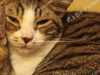 European cats Female cat - Advert 1