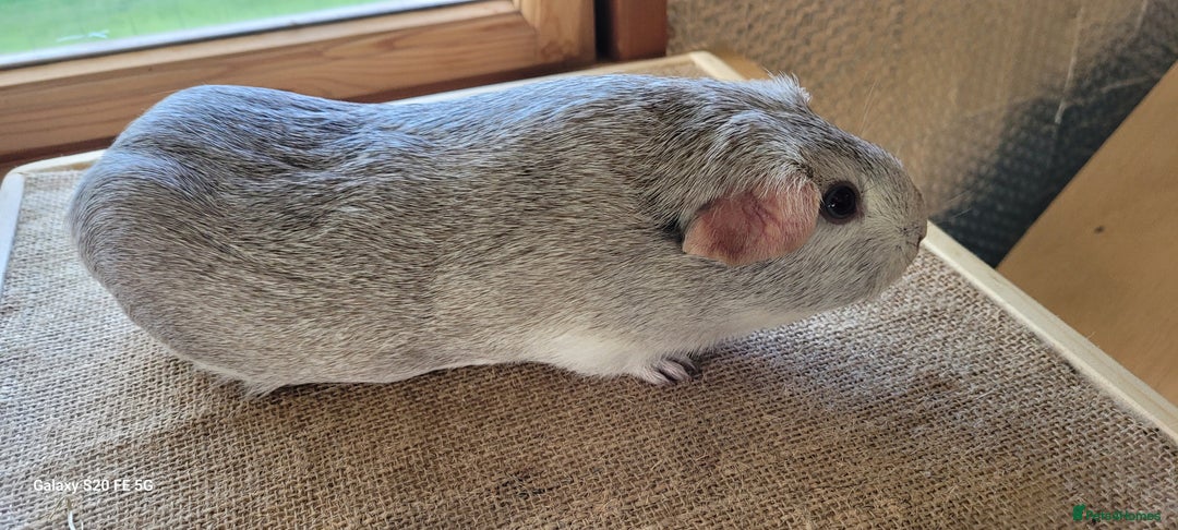 Guinea Pig rodents for sale: Male guinea pigs and Skinny available - Advert 5