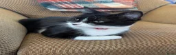 Mixed Breed cats for sale: 2 female kittens  - Advert 3