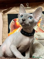 Sphynx cats - Advert 1