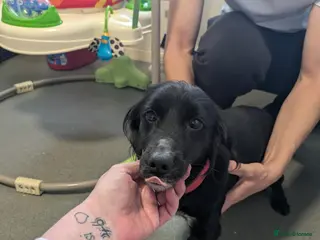 Mixed Breed dogs Female 5yr old cocker spaniel x Jack russell - Advert 1