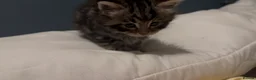 Maine Coon cats for sale: Maine Coon / Tabby Mix Kittens in March - Advert 2