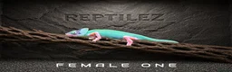 Chameleon reptiles for sale: CHAMELEONS - Advert 4