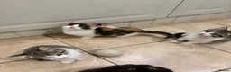 Mixed Breed cats for sale: 4 kittens ready for a new home - Advert 5