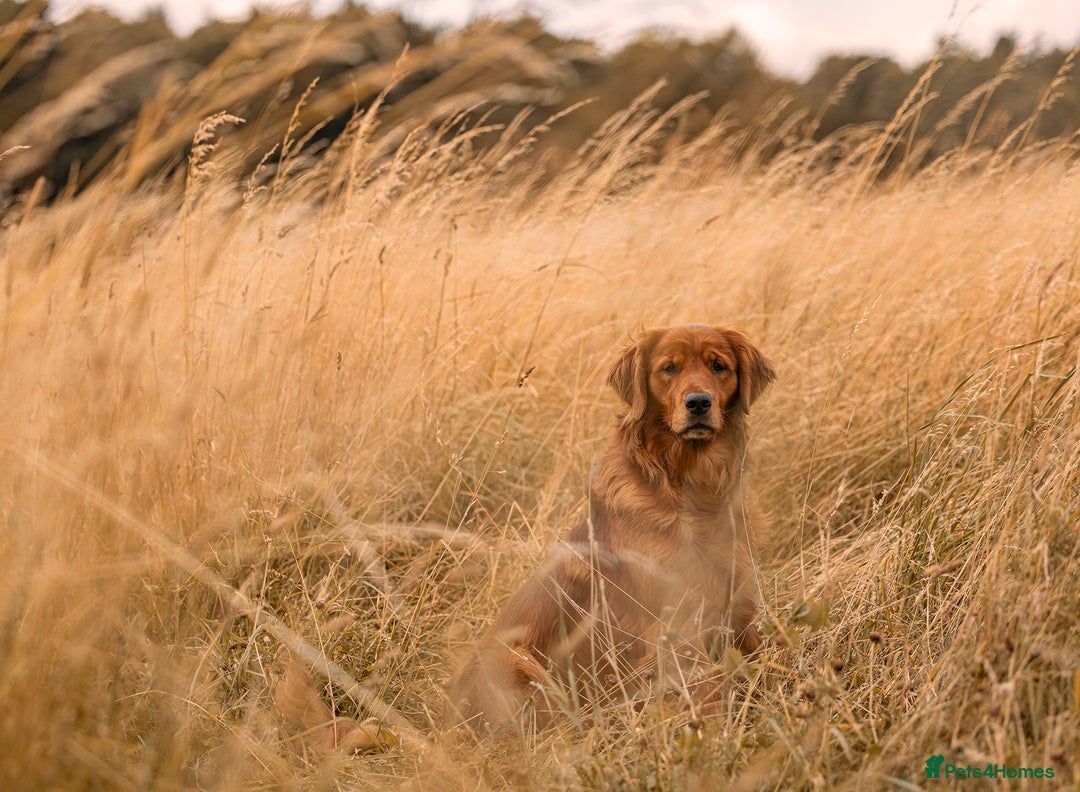 Golden Retriever dogs for stud: Fully health tested stud dog  - Advert 5