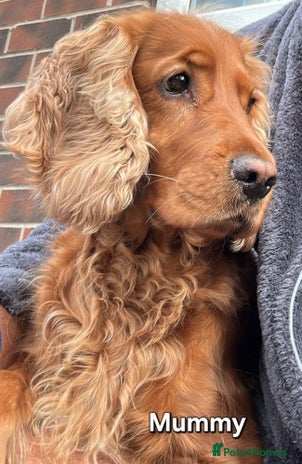 Cocker Spaniel dogs - Advert 1