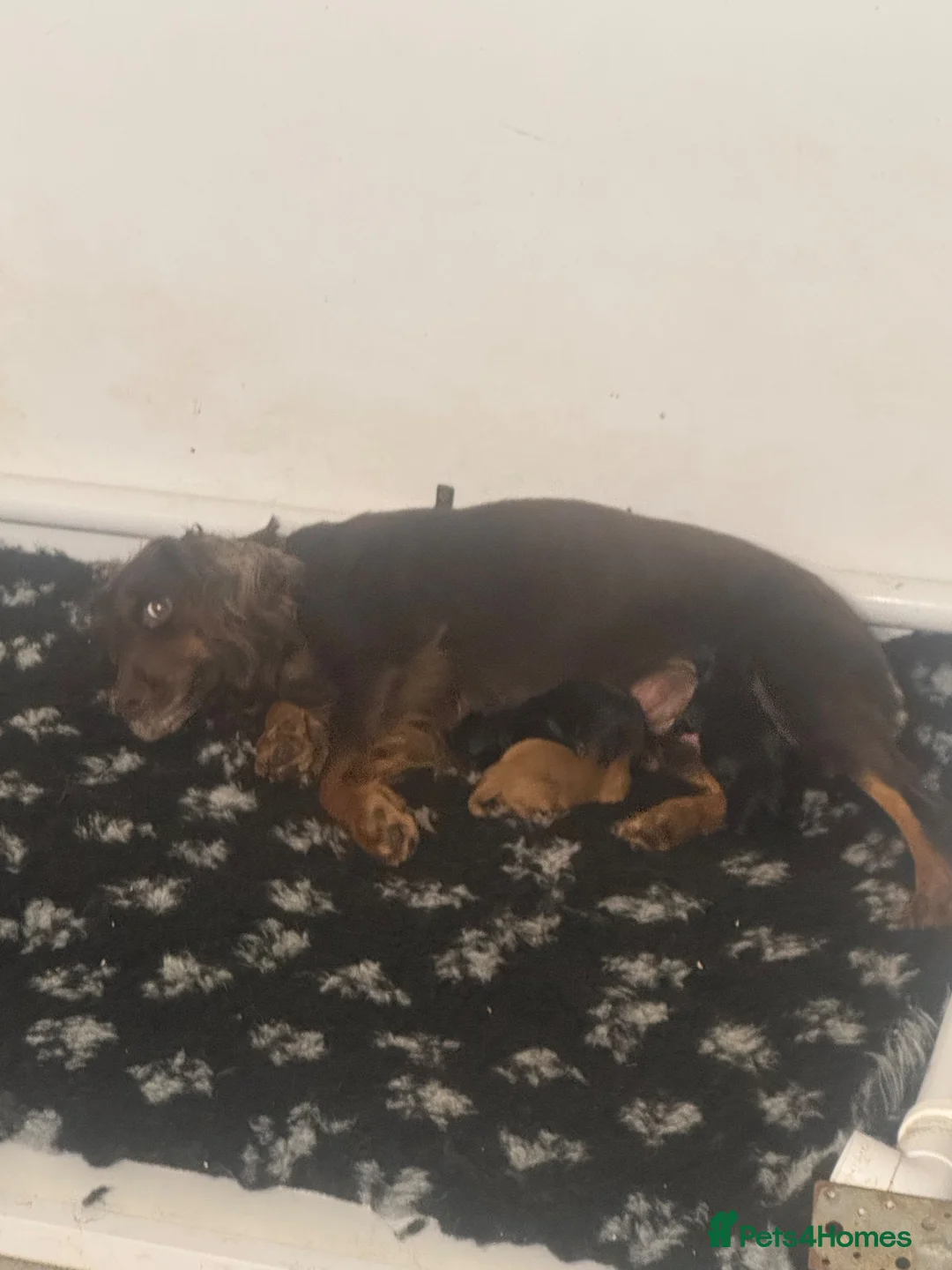 Cockapoo dogs for sale: Fabulous F1 cockerpoo’s  - Advert 2