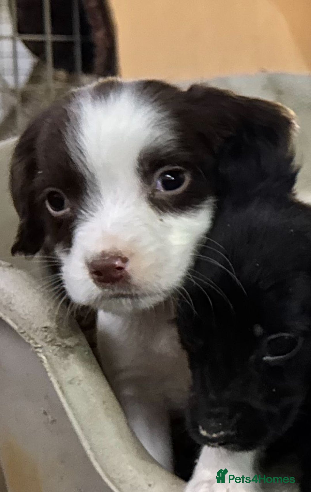 Sprocker dogs for sale: 7 Sprocker puppies  - Advert 2