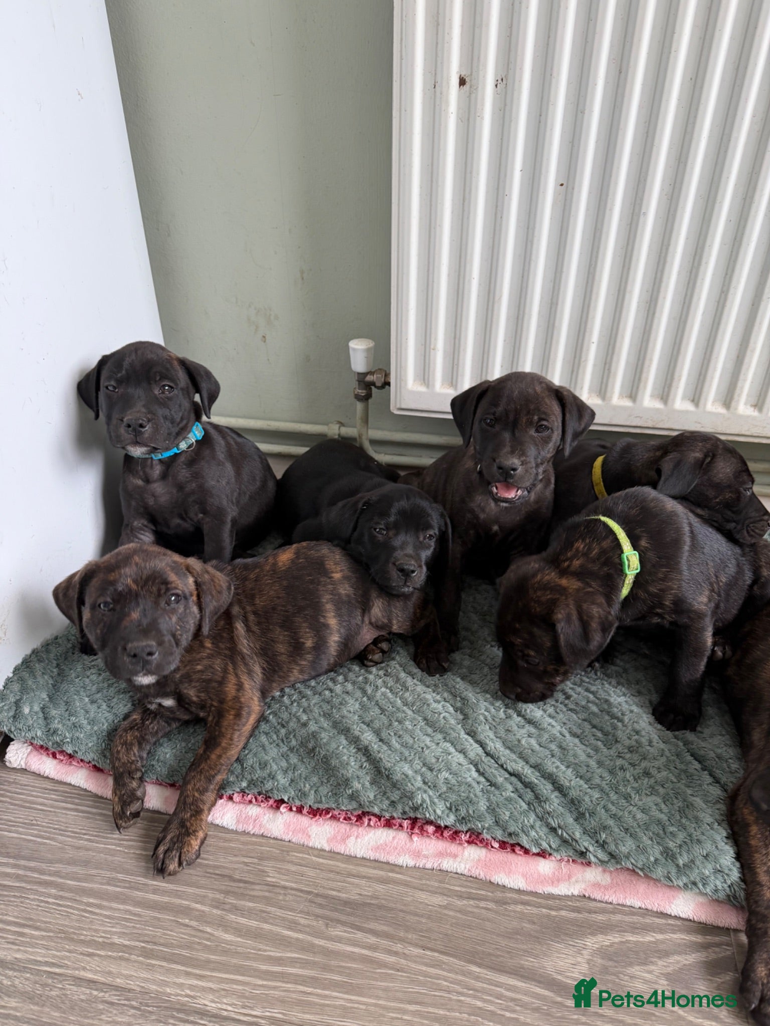 Staffordshire Bull Terrier dogs 9 Staff puppies *3 BOYS 1 GIRL* - Advert 12