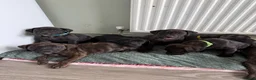 Staffordshire Bull Terrier dogs for sale: SOLD.  - Advert 1